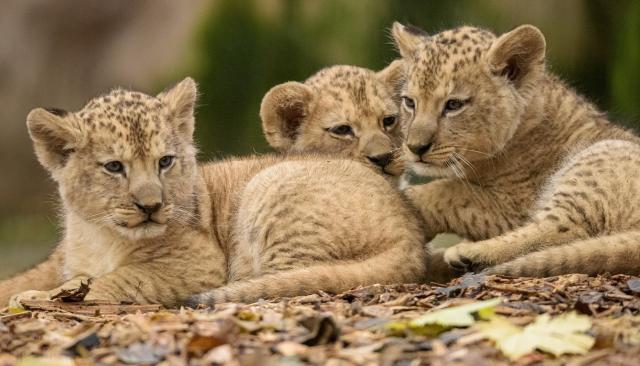 Drei junge Löwen liegen dich aneinander gekuschlt auf herbstlichen Laub